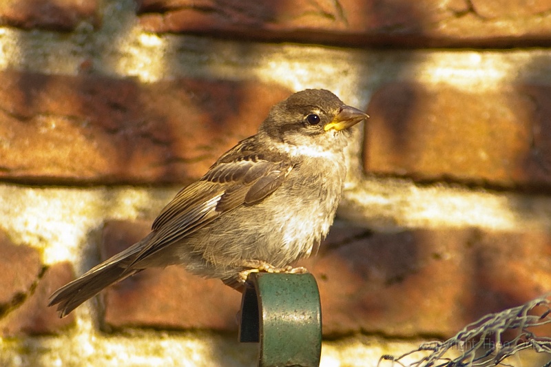 IMGP8504-d mus.jpg